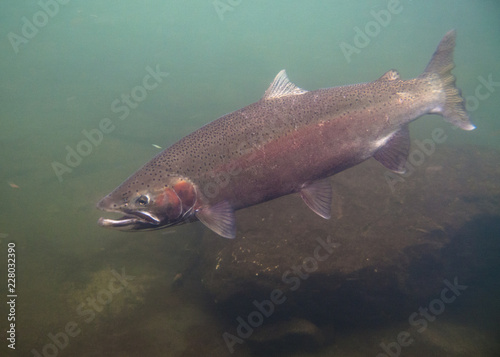 Underwater Steelhead
