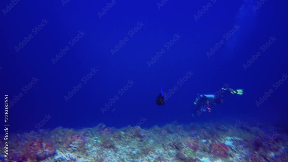 Blue tang fish with a diver in the waters off of Cozumel. Blue tang fish with a diver in the waters off of Cozumel.