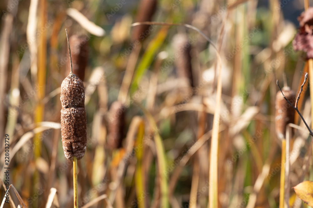 Obraz premium Bull rushes and tall grass in autumn.