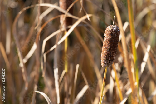 Bull rushes and tall grass in autumn.