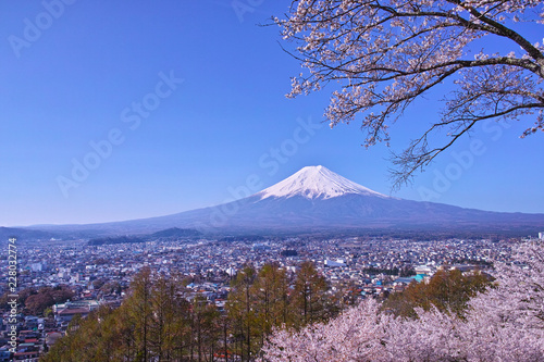 新倉山ハイキングコースから見る満開の桜と富士山 