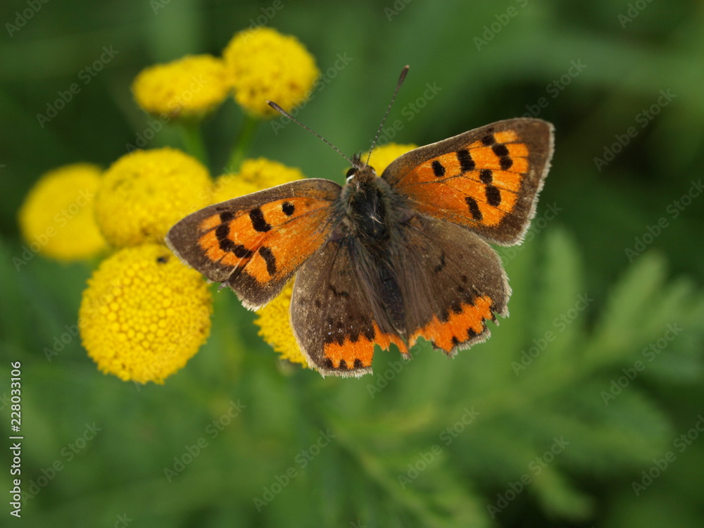 Obraz premium Kleiner Feuerfalter