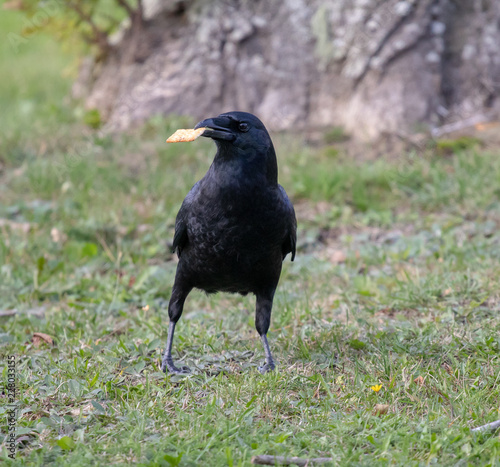 Crows feeding in Fort Massey military cemetery in Halifax, autumn colours.