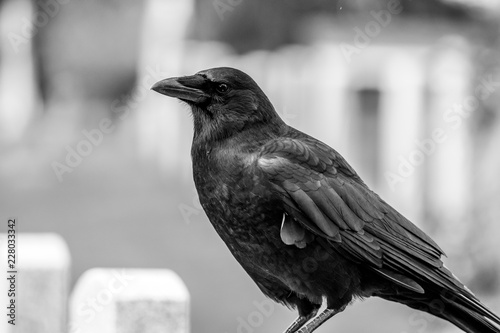 Crows feeding in Fort Massey military cemetery in Halifax, autumn colours.