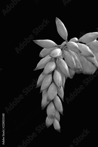 Cinnamon Buds