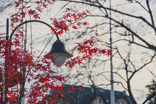 Folhagem de Inverno