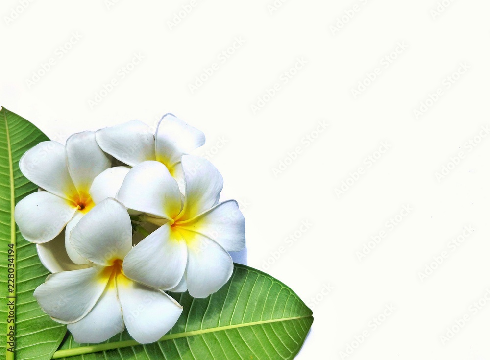 Fototapeta premium The arrangement of plumeria flowers are blooming with green leaves on isolated white background, top view with copy space
