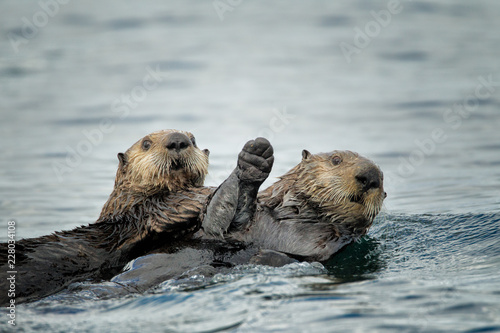 Sea Otter pair taken in Homer Alaska in the wild