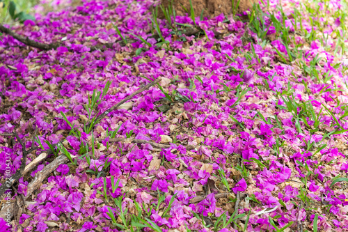 primavera côr-de-rosa © EDBS