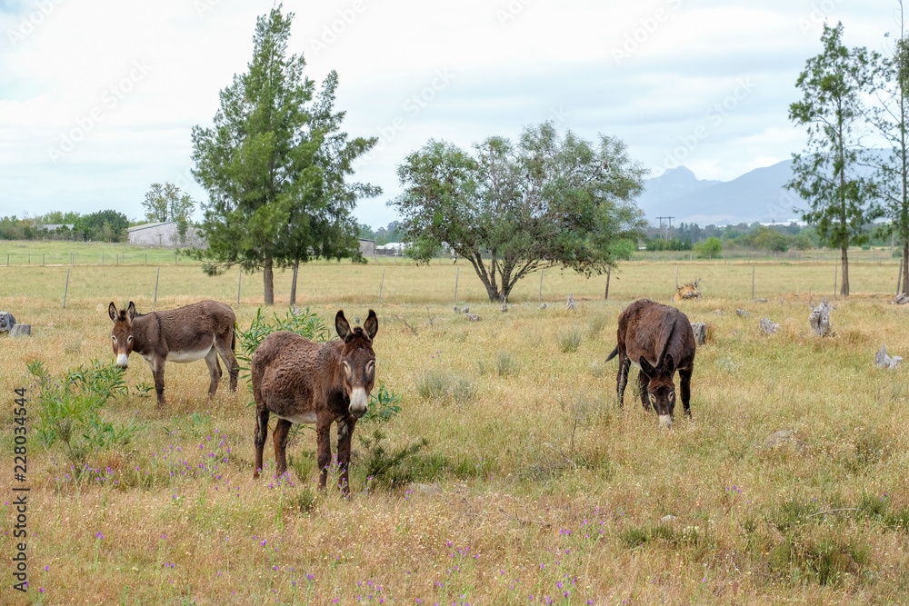 young donkeygrazing
