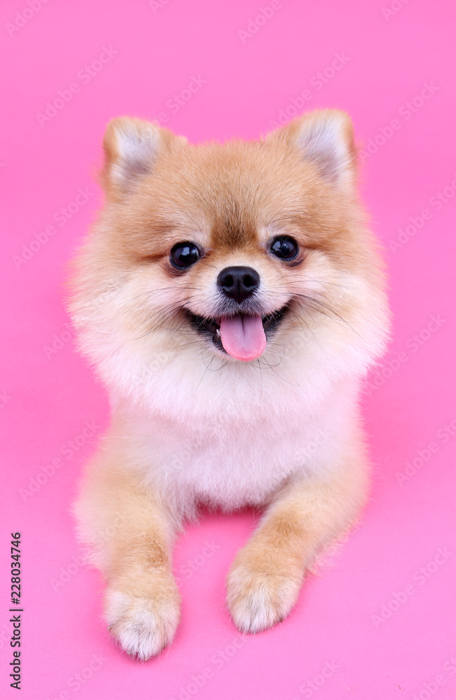 Pomeranian dog smiling with pink backdrop.