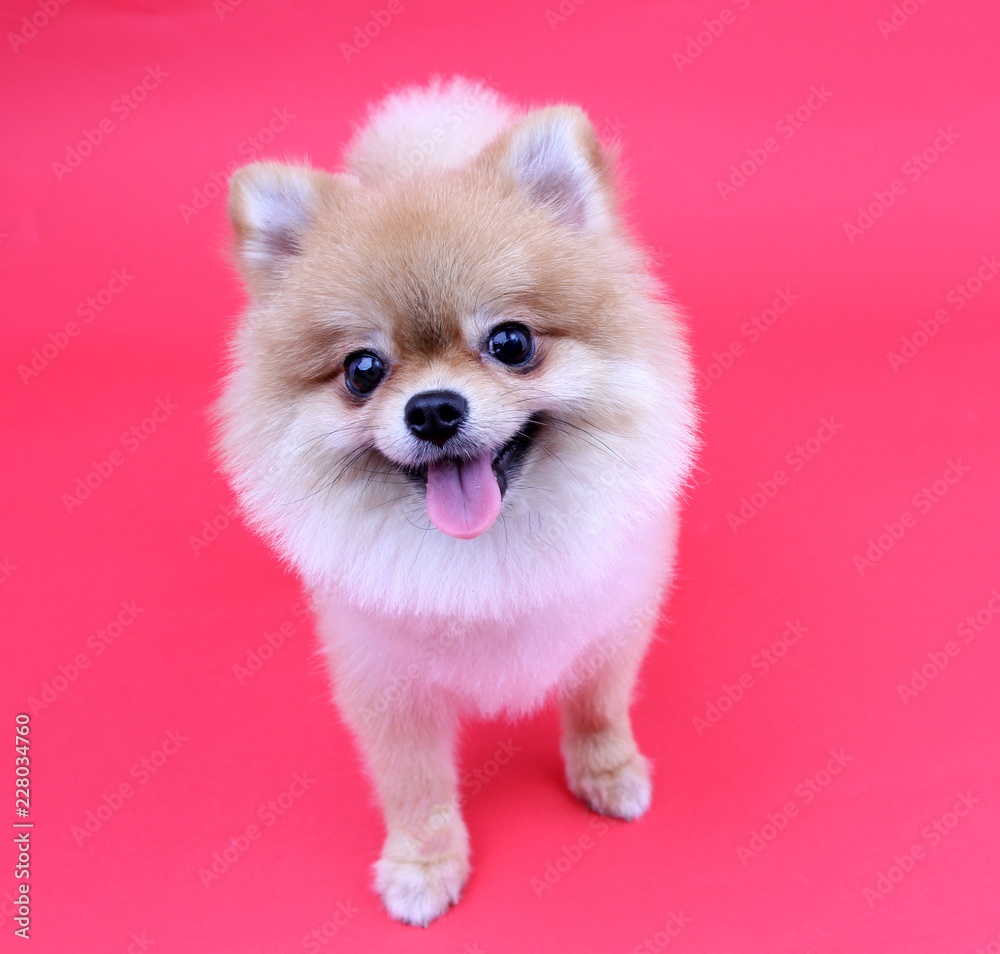 Pomeranian dog smiling with red background.
