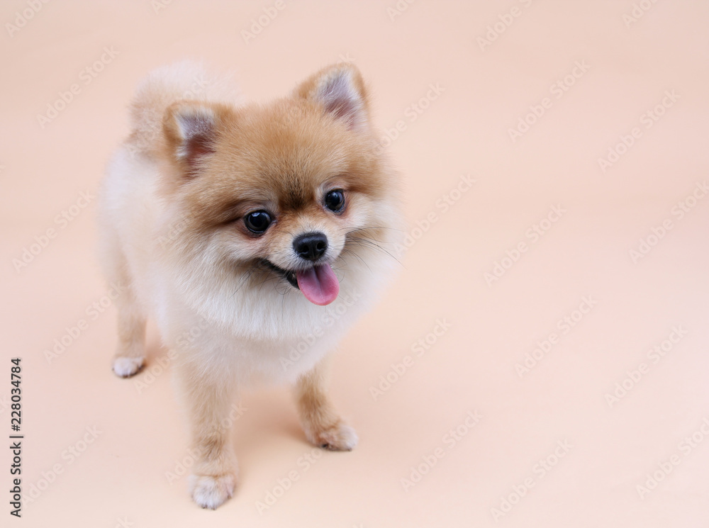 Pomeranian dog smiling with a light yellow background. Pomeranian dog smiling with a light yellow background.