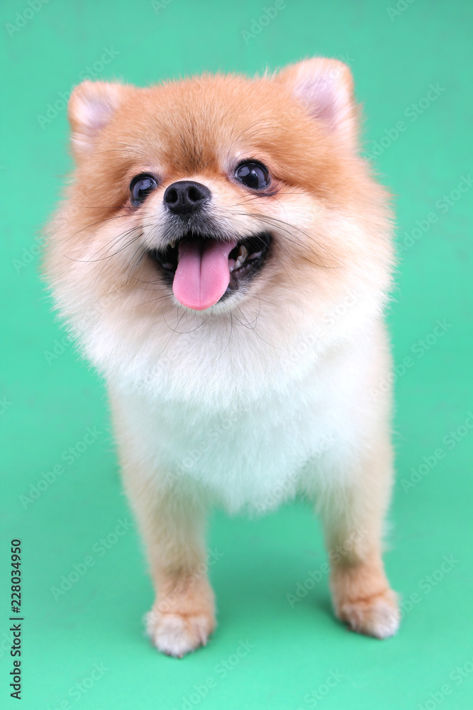 Pomeranian dog smiling with green backdrop. Pomeranian dog smiling with green backdrop.