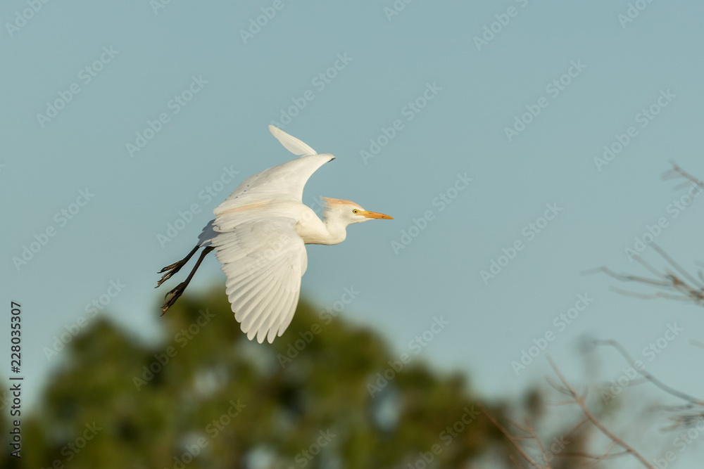 Cattle Egret breeding in flight taken in SE Florida Cattle Egret breeding in flight taken in SE Florida