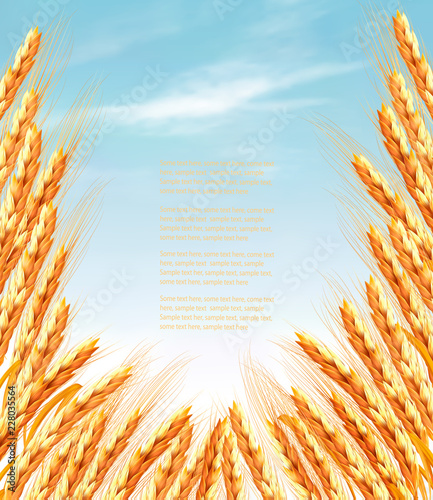Ears of wheat background. Vector illustration.