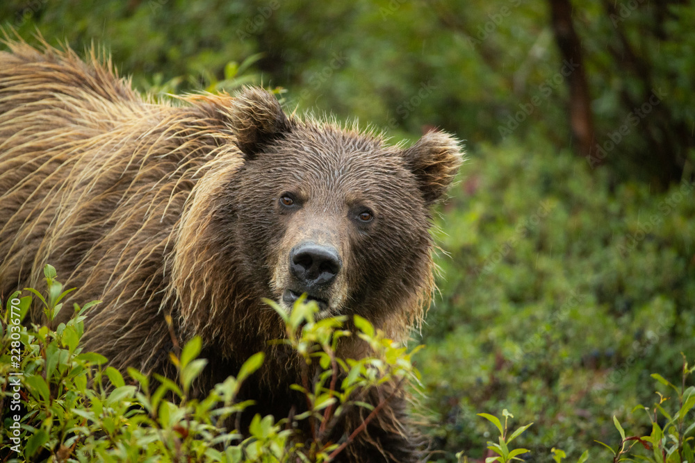 Fototapeta premium Grizzly Bear sow eating blueberries taken in Denali National Park Alaska
