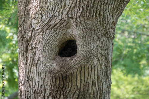 A big hole in the trunk of a big tree makes a nice place for a bird nest. A bokeh effect was captured.