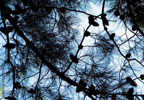 The branches of a pine with cones against the sky.