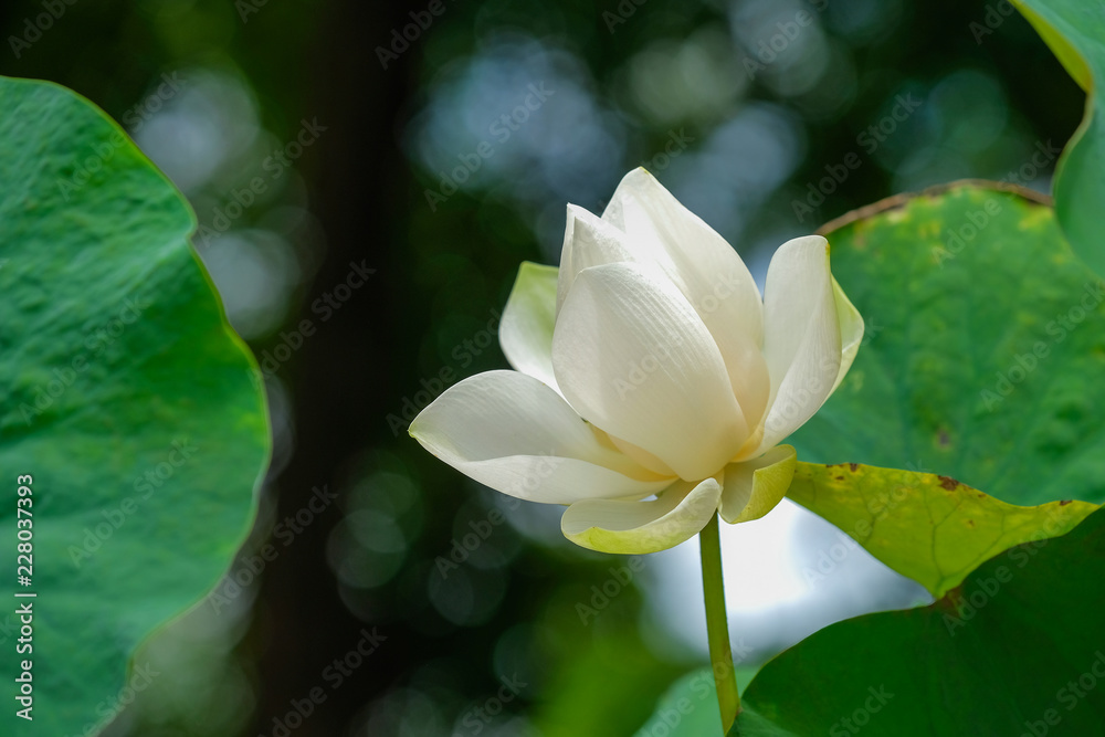 Closeup of bright white lotus petals Closeup of bright white lotus petals