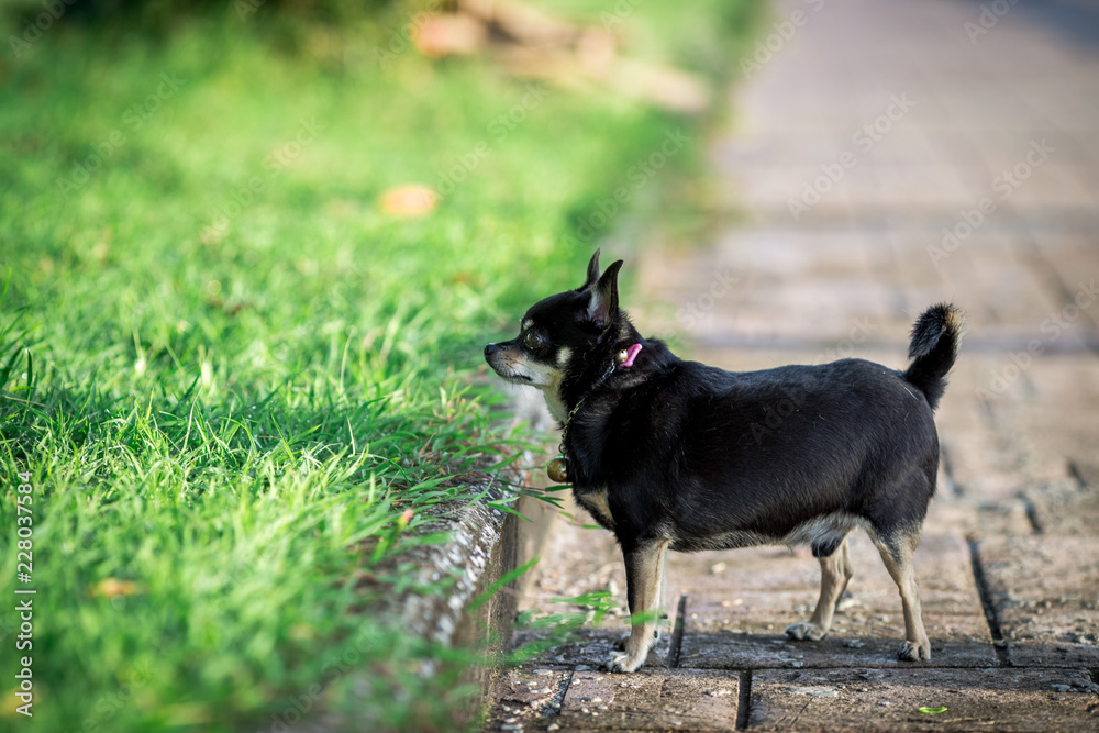 The background of the black Chihuahua puppy, which runs out in the morning, is a small pet that people care about. The background of the black Chihuahua puppy, which runs out in the morning, is a small pet that people care about.
