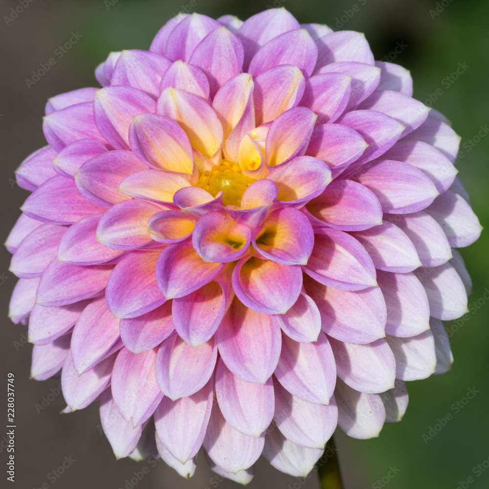 Skipley spot of gold dahlia