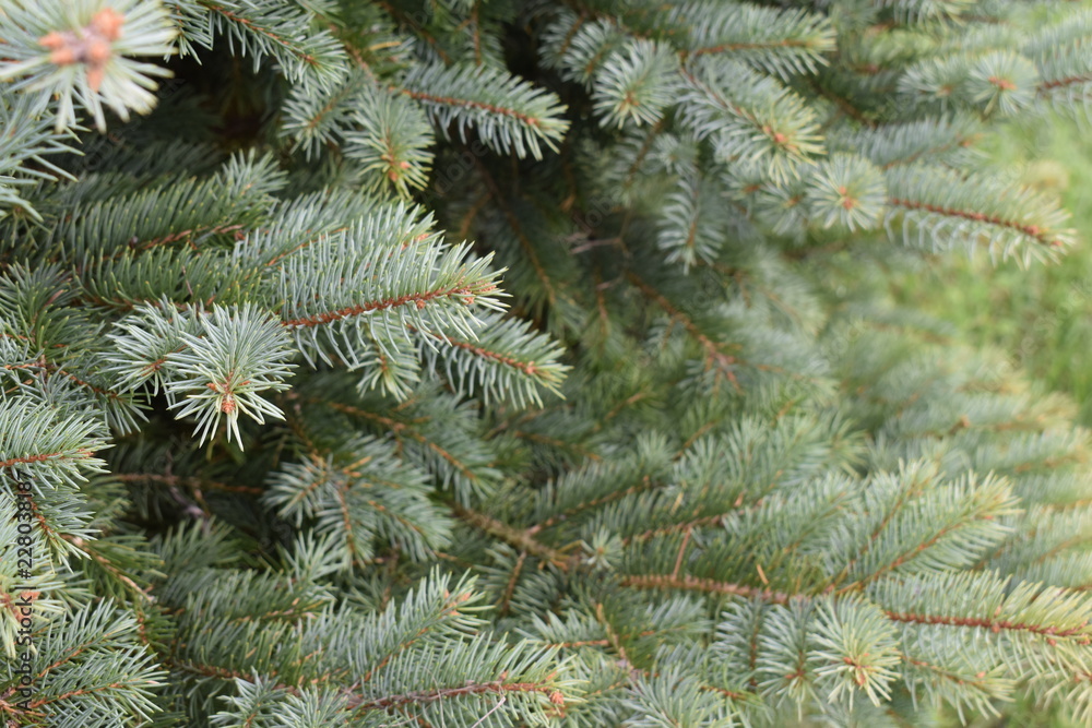 Blue spruce pine branches