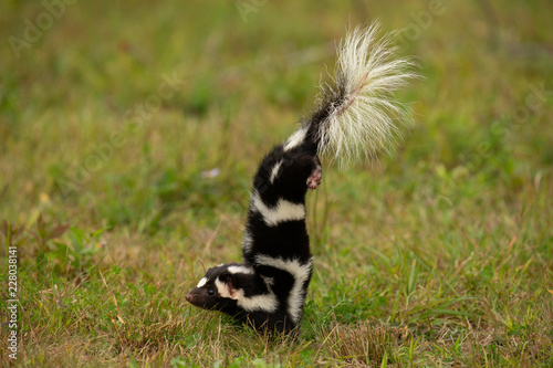 Eastern Spotted Skunk taken in central MN under controlled conditions captive