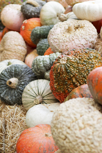 Varied Heirloom Pumpkins