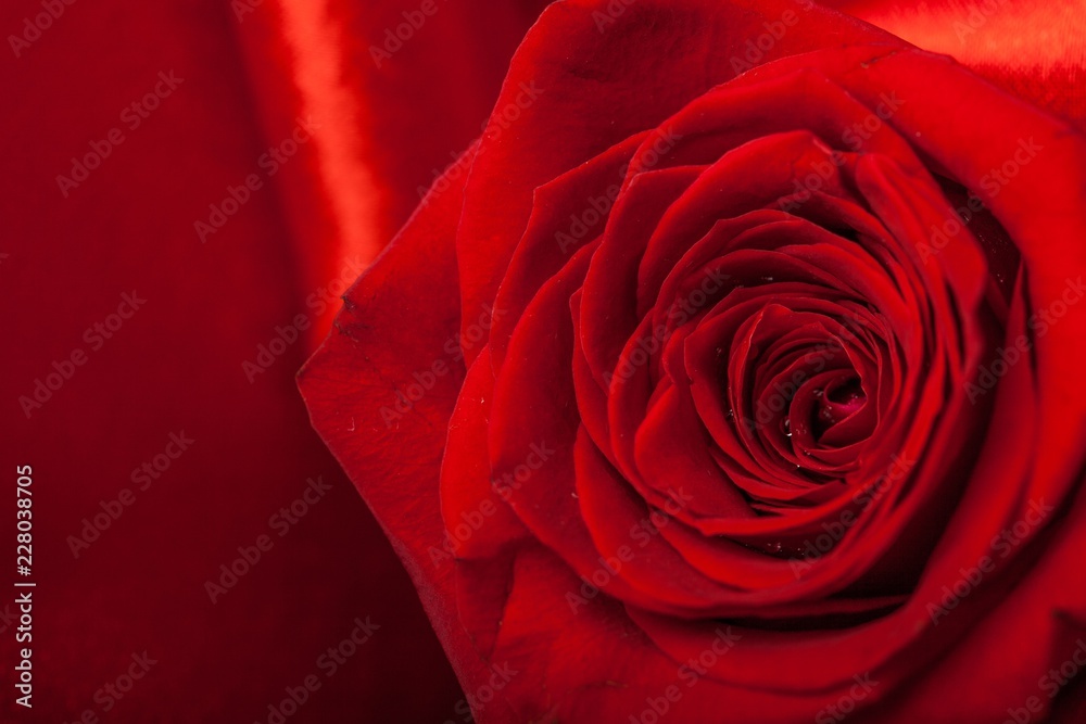 Fototapeta premium Czerwona róża