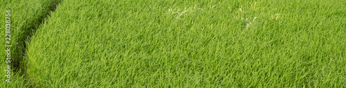 Green fields,Rice field texture background for spring or summer and peaceful concept