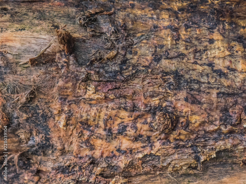 corteza textura arbol