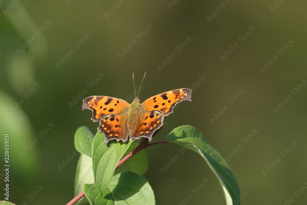 Obraz premium Close-Up of a Butterfly Landed on a Green Leaf