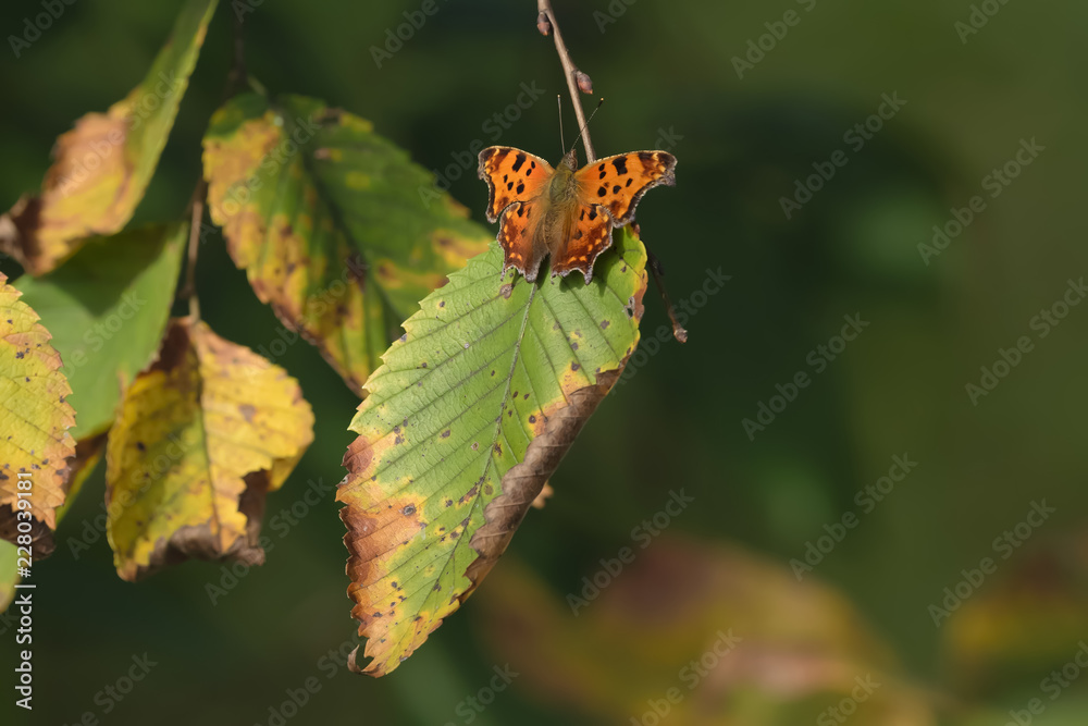 Close-Up of a Butterfly Landed on Fall Leaves Close-Up of a Butterfly Landed on Fall Leaves