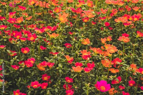 Beautiful portulaca grandiflora with vintage image style  Top view pink flower portulaca oleracea