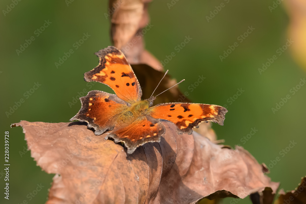 Obraz premium Close-Up of a Butterfly Landed on Fall Leaves