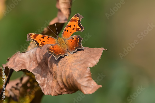 Close-Up of a Butterfly Landed on Fall Leaves