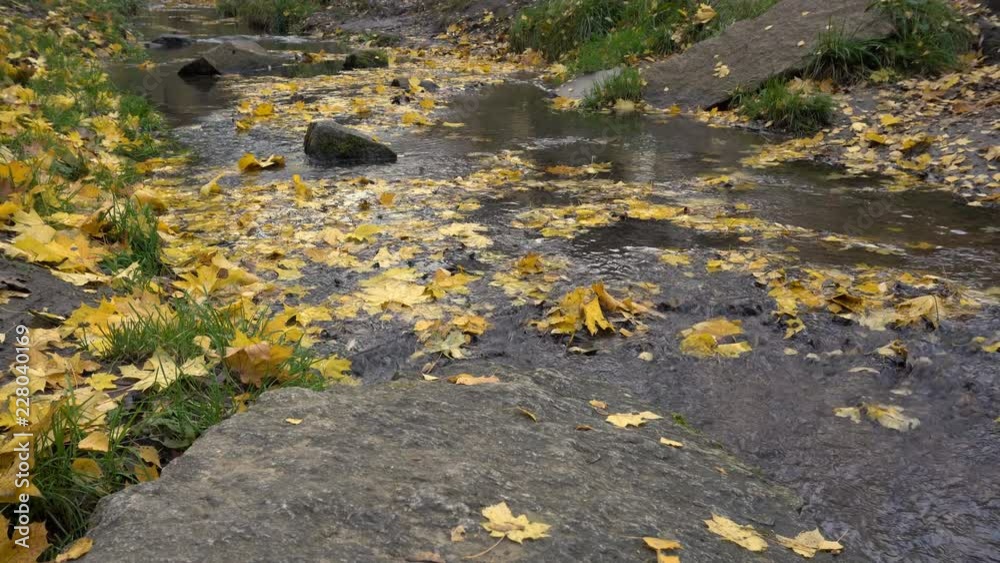 autumn stream full of yellow leaves, dolly shot autumn stream full of yellow leaves, dolly shot