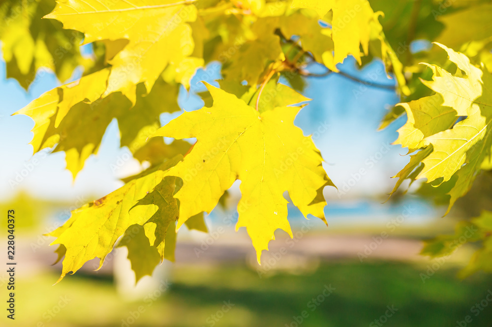 Closeup on yellow fall maple leaves in autumn sunshine. Closeup on yellow fall maple leaves in autumn sunshine.