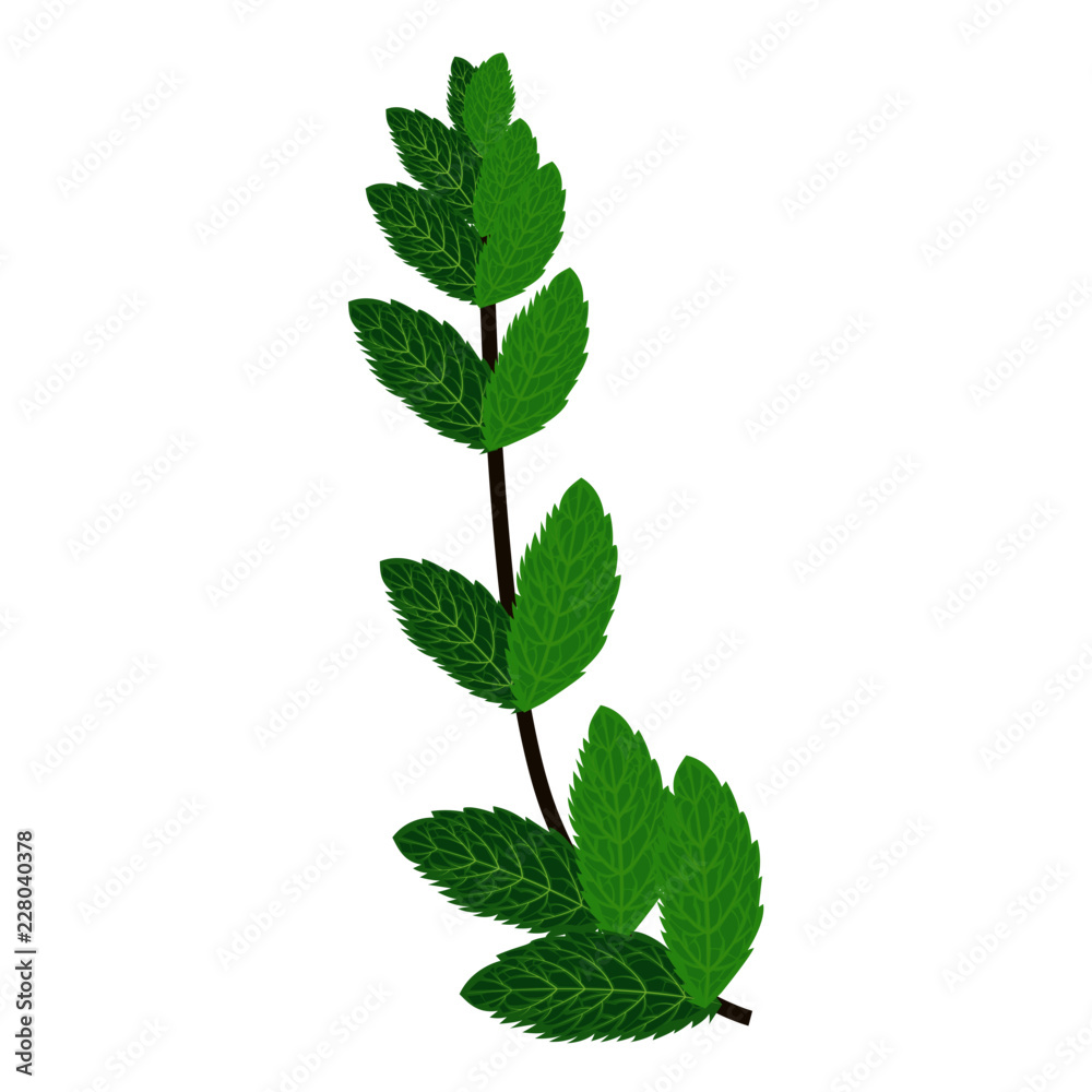 Menta