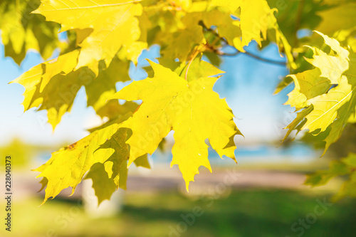 Closeup on yellow fall maple leaves in autumn sunshine.