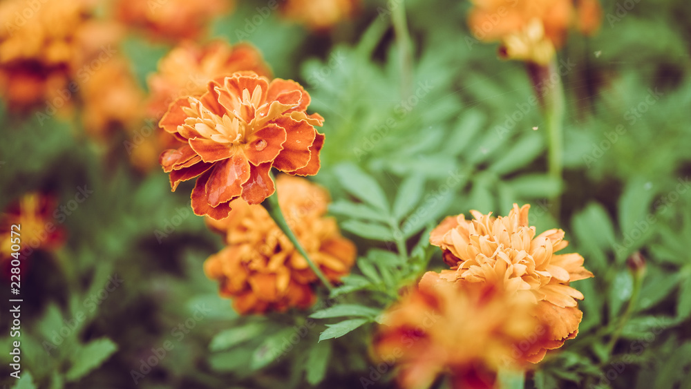 Φωτογραφία Beautiful yellow and orange marigold flowers in the garden in the fall, Vintage