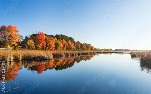 Panoramic view of the Mer Bleue bog in autumn with trees in vibrant red and golden colors, Ottawa, Canada