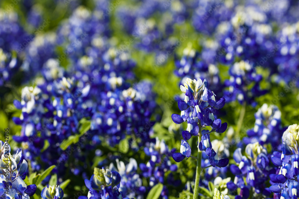 Close up view of beautiful bluebonnets in the Texas Hill Country.