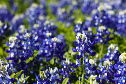 Close up view of beautiful bluebonnets in the Texas Hill Country.