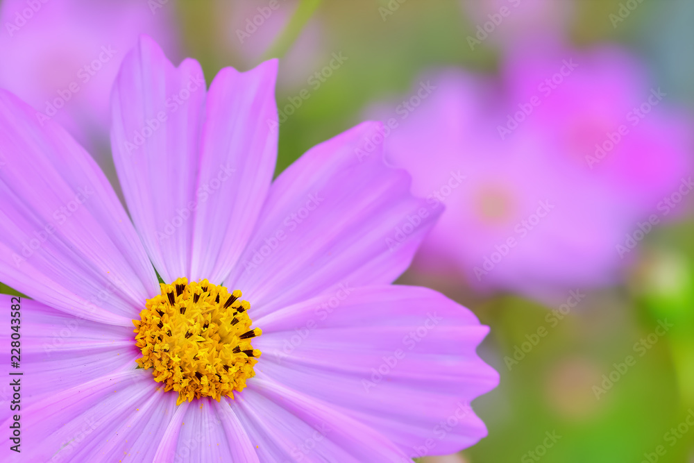 コスモスの花 コスモスの花