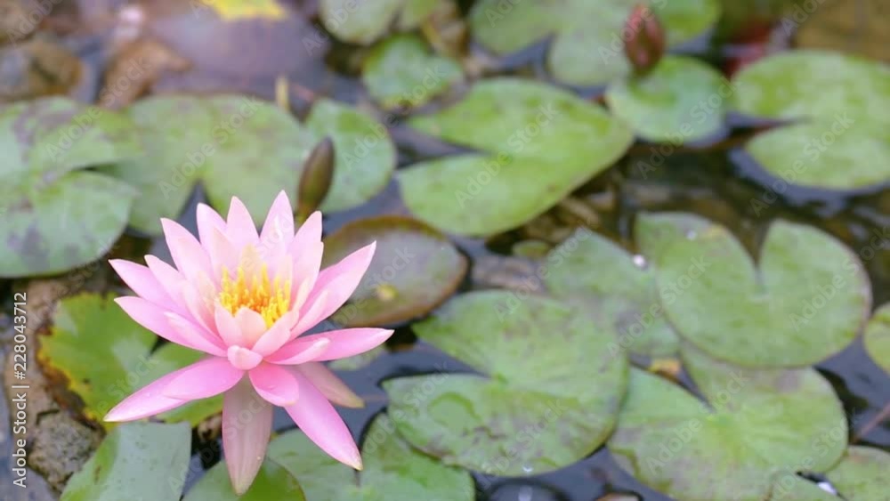 Water lily in a pond under the light rain Water lily in a pond under the light rain