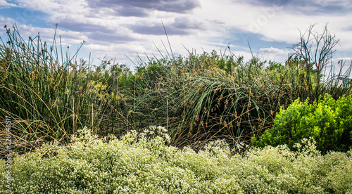 Desert Nature Preserve