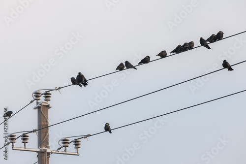 flock of jackdaws in winter photo