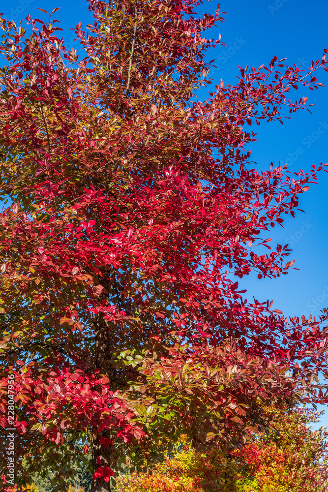 Vibrant fall color, red, yellow, orange, and green leaves on a deciduous tree against a blue sky
